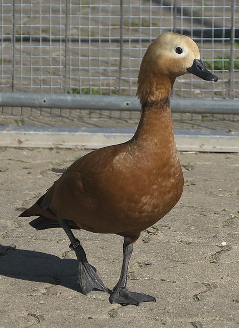 242